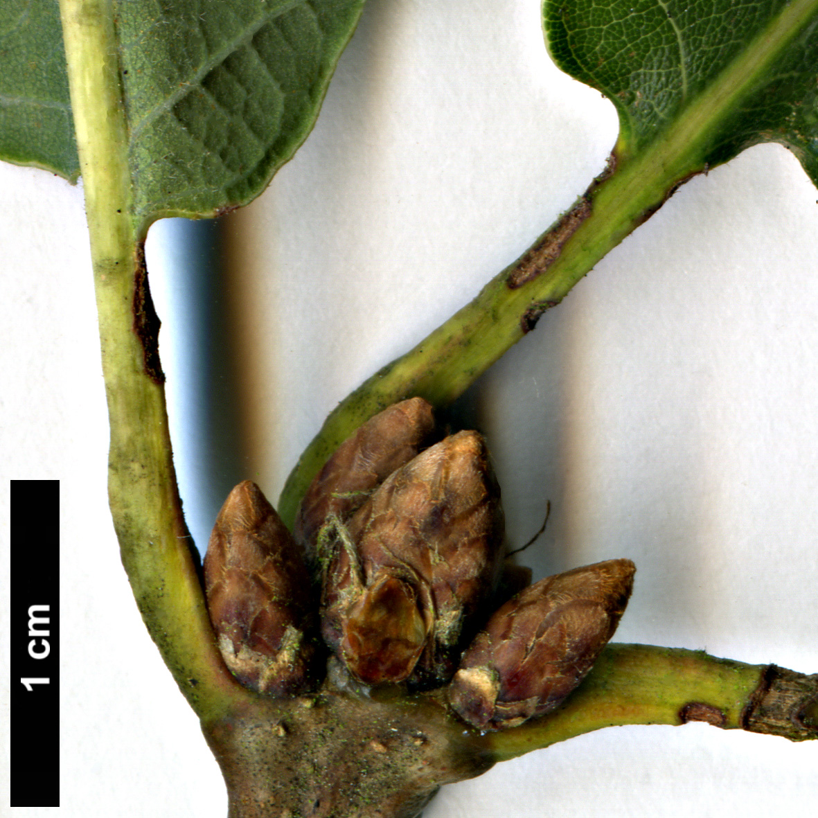 High resolution image: Family: Fagaceae - Genus: Quercus - Taxon: robur × Q. ×vilmoriniana